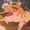 Egg0z's icon