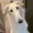 FRIZZoffc's icon