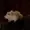 littlemouserat's icon
