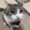 papatann's icon