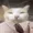 SimonDummyCat's icon