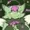 PPlantixx's icon