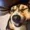 Smithguy789's icon