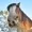 Oldhorse569's icon
