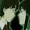 WolfeZu's icon
