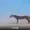 NaqSe's icon