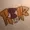 Rekz042's icon