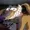 spencerzzs's icon