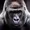 Gorillaguru64's icon