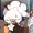 KentuckyFriedTengu's icon