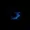 DragonDark4424's icon