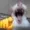 Boraper's icon