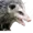 TheOpossumGuyNg's icon