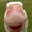 GooseRokk's icon