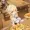 akiko012's icon