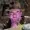 BobbestBob's icon