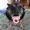 SANYOK86's icon