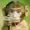 peekobear's icon