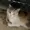 TheSayer22's icon