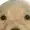 Burrito217's icon