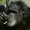 Chimpalicious's icon