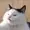 Squidmickid's icon