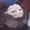 Cylika's icon