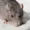 rat106's icon