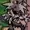 Sonicurrycunt420's icon