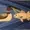 halcyonloon's icon