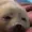 Squidgiee's icon