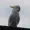 DamageTwo's icon
