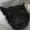 FilipTheDragon's icon