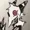 Posszilla's icon