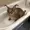 cazzkl's icon