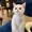fedcat's icon