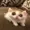 LostWaa's icon