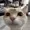 cookinang's icon