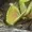 VenusDionaea's icon