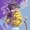 Muplotop's icon