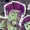 Poofball77's icon