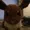 RibbondaCheetah69's icon