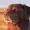 Loppolyi's icon