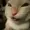 Cat22fanart's icon