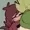 pinkypiechickentende's icon
