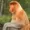 InternetApe's icon
