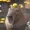 Capybara099's icon