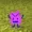 BigParma420's icon