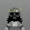bounsduck's icon