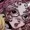ritzycrackers's icon